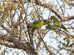 Peach-fronted Parakeet