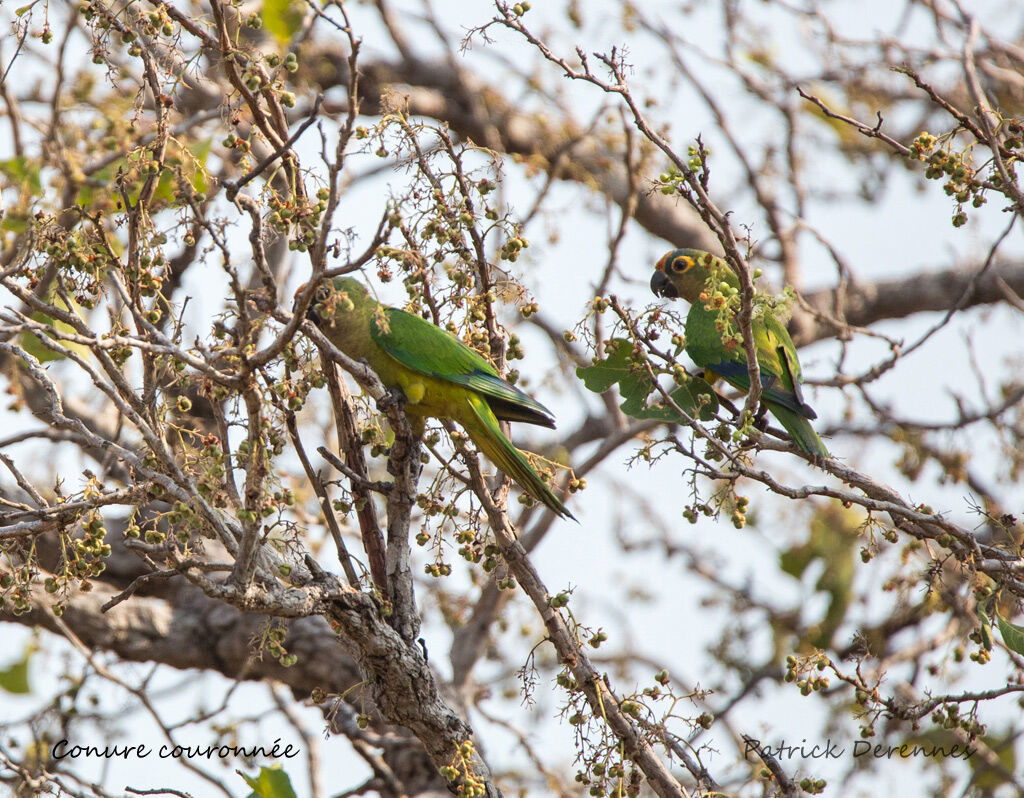 Peach-fronted Parakeet, identification, habitat, feeding habits, eats