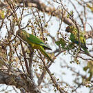 Conure couronnée