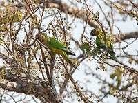 Conure couronnée