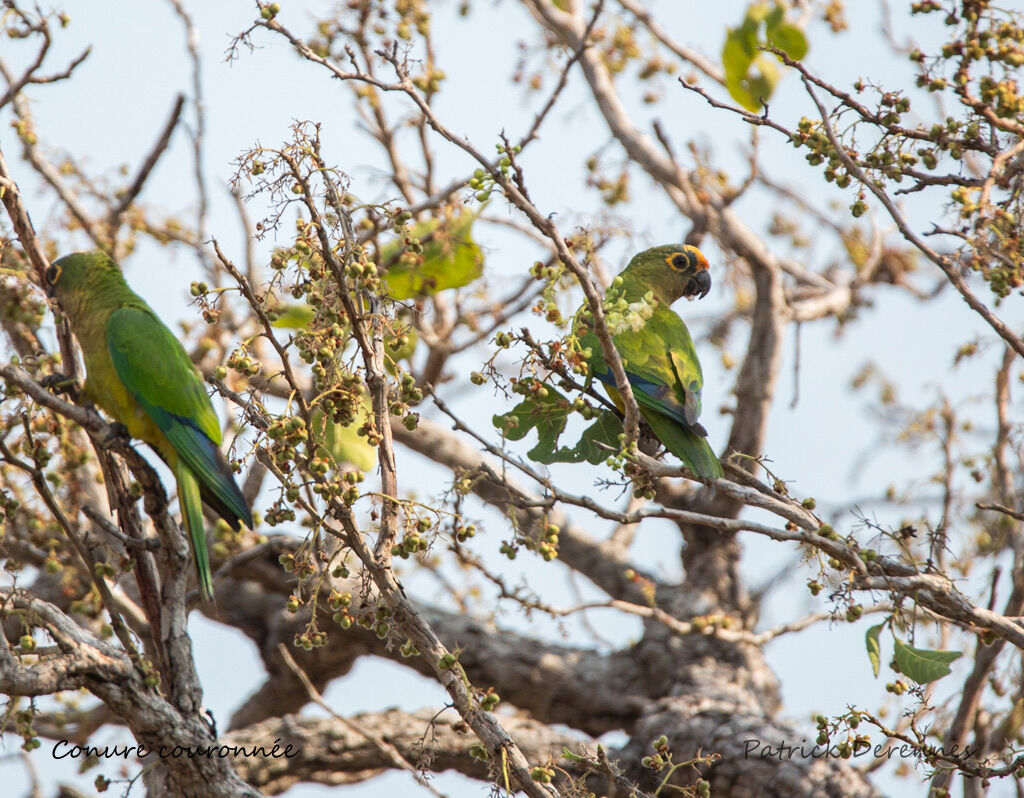 Conure couronnée, identification, habitat, régime