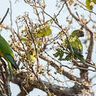 Conure couronnée