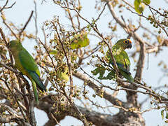 Peach-fronted Parakeet