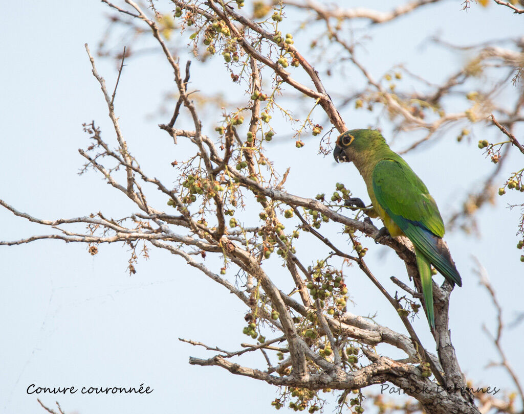 Peach-fronted Parakeet, identification, habitat