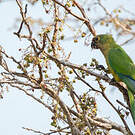 Conure couronnée
