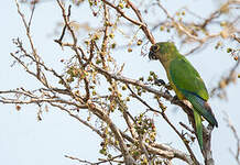 Conure couronnée