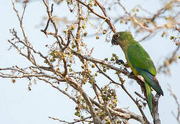 Peach-fronted Parakeet