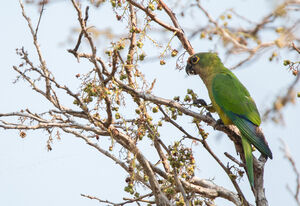 Conure couronnée