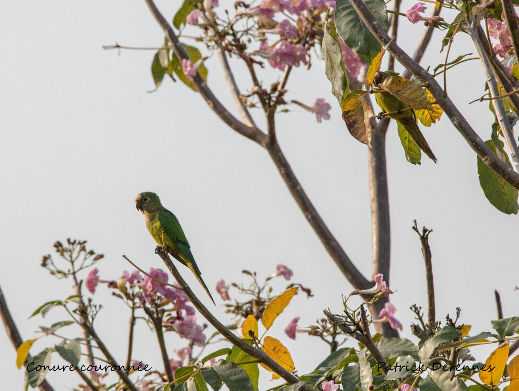 Peach-fronted Parakeet, identification, habitat