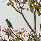 Conure couronnée