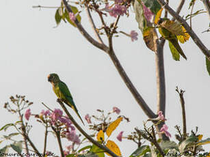 Conure couronnée