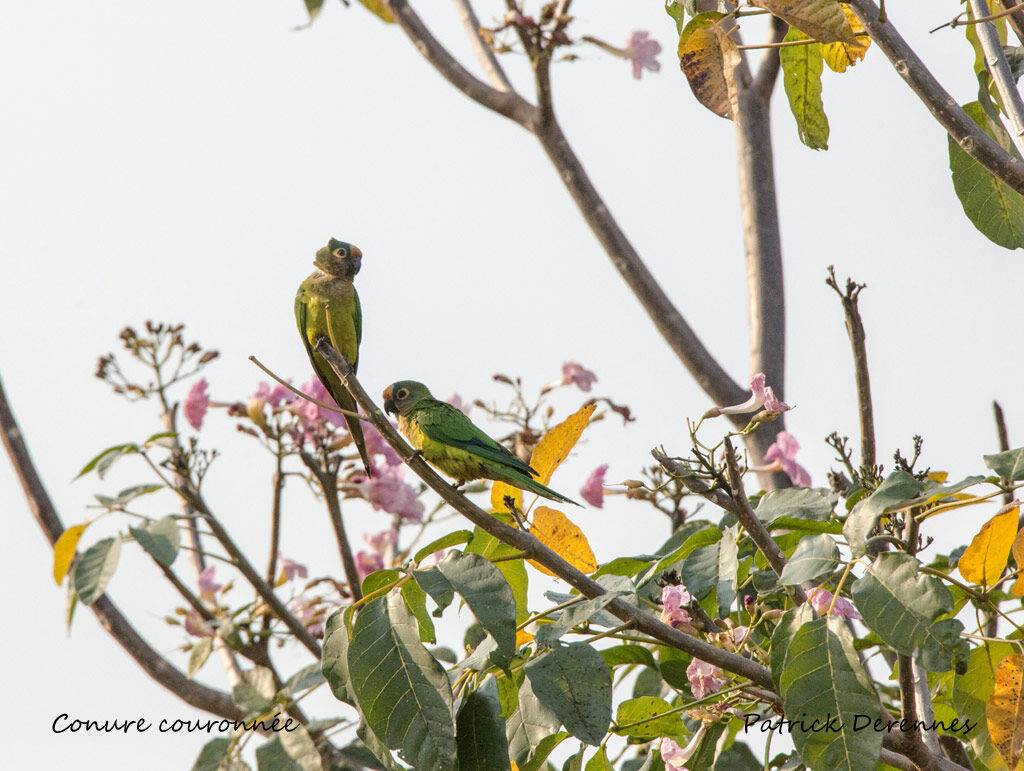 Conure couronnée, identification, habitat