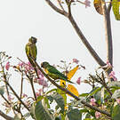 Conure couronnée