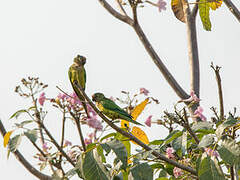 Peach-fronted Parakeet