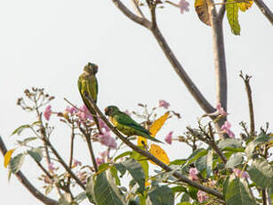 Conure couronnée