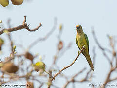 Peach-fronted Parakeet