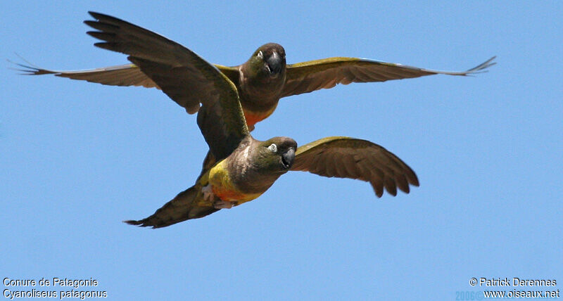 Conure de Patagonie