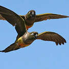 Conure de Patagonie