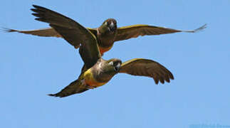 Burrowing Parrot