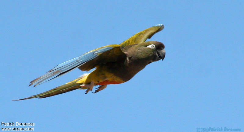 Burrowing Parrotadult, Flight