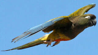 Conure de Patagonie