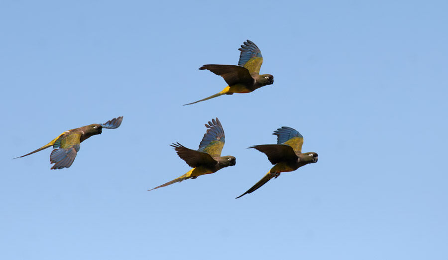 Conure de Patagonie