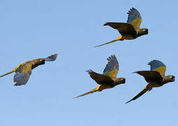 Burrowing Parrot