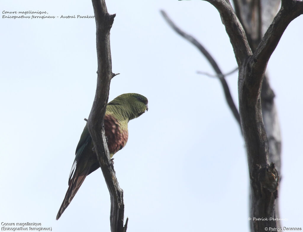 Austral Parakeet