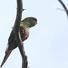 Conure magellanique