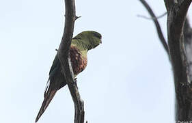 Austral Parakeet