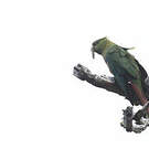Conure magellanique