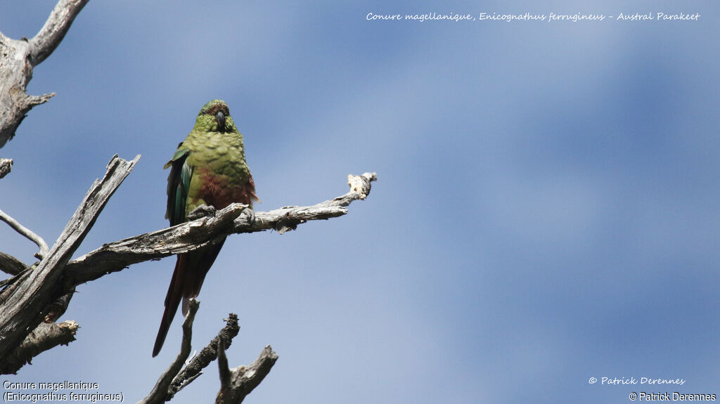 Austral Parakeet