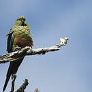 Conure magellanique