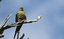 Conure magellanique