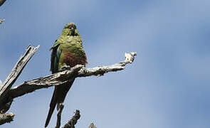 Conure magellanique