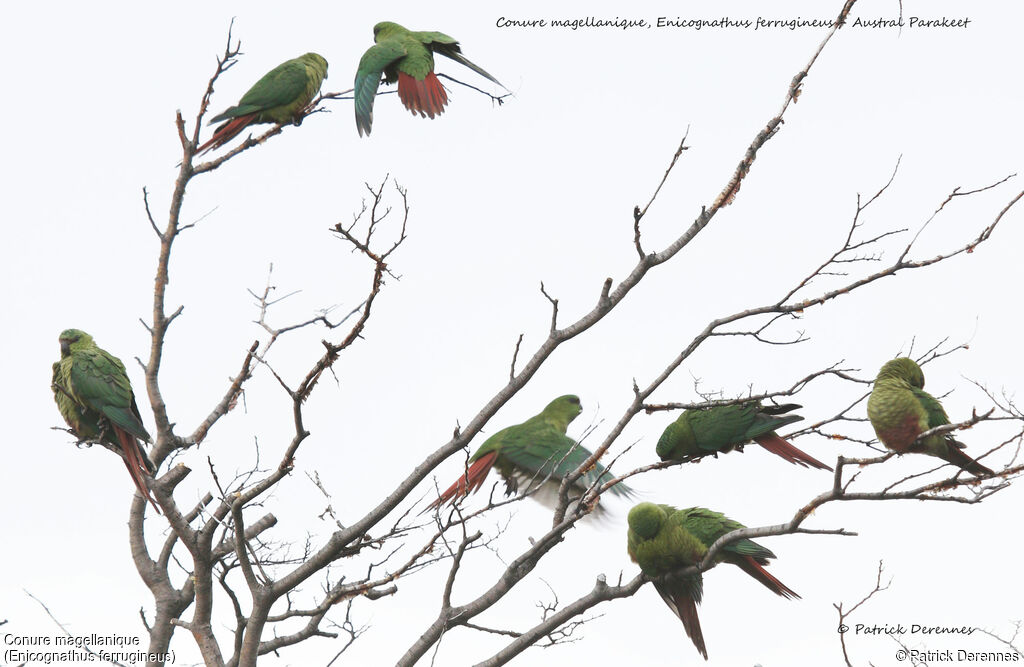 Austral Parakeet