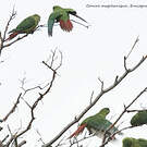 Conure magellanique