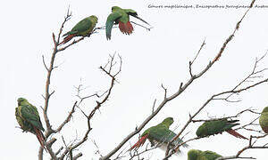 Conure magellanique