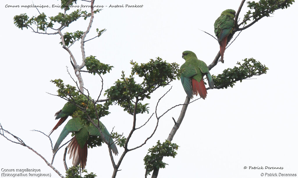 Austral Parakeet