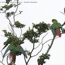 Conure magellanique