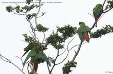 Conure magellanique