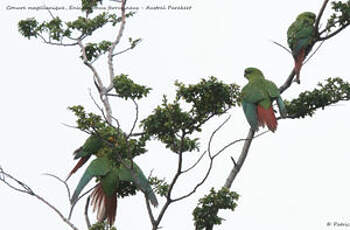 Conure magellanique