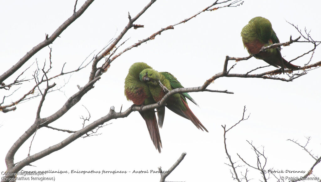 Austral Parakeet