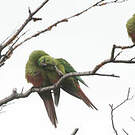 Conure magellanique