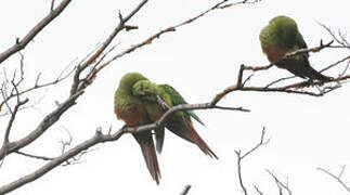 Conure magellanique