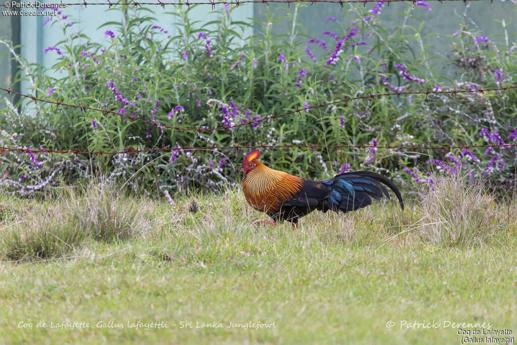 Coq de Lafayette mâle, identification, habitat