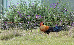 Sri Lanka Junglefowl