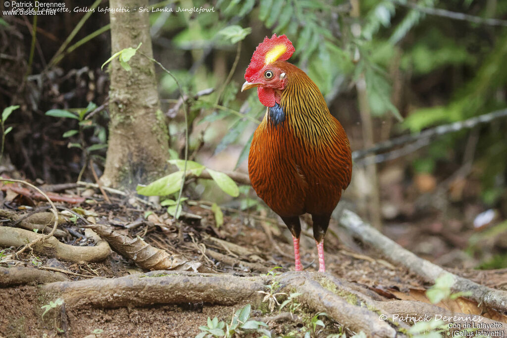 Sri Lanka Junglefowl male, identification