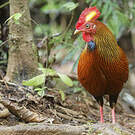 Coq de Lafayette