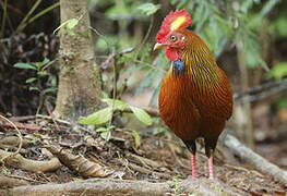 Sri Lanka Junglefowl